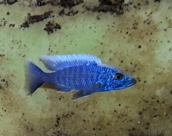 SCIAENOCHROMIS FRYERI