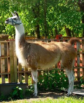 Lama krotká levně