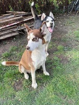 Predám sibirsky husky 6 týždňov