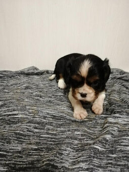 Cavalier King Charles Spaniel