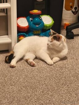 Európska & Exoticka mačka