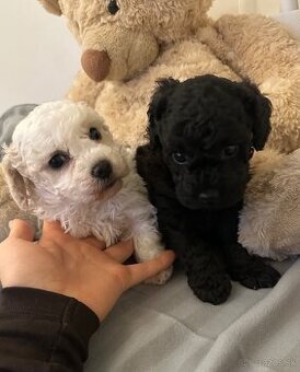 Trpaslíčí pudlik pudel