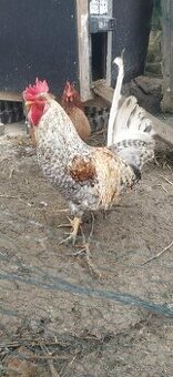 Predám kohúta cream legbar