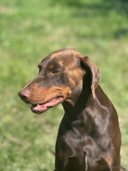Doberman