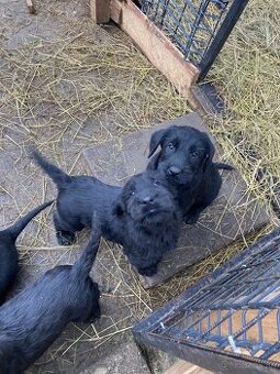 Bradáč veľký - šteniatka