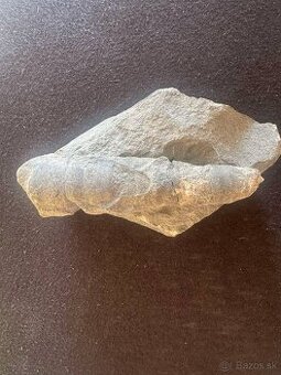 Skameneliny Orthoceras - 1