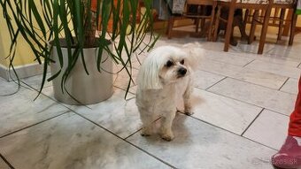 Maltézsky psík na krytie