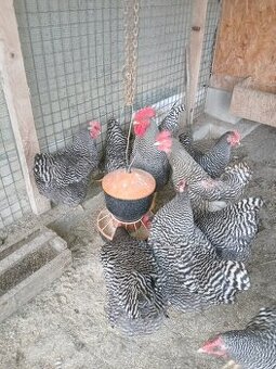 Násadové vajíčka sliepok Hempšír a Amrox.