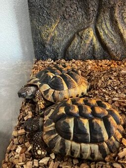 Predam suchozemské korytnačky zelenkaste