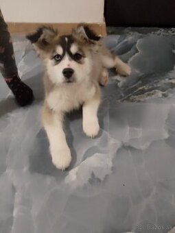 Predám šteňa huskyho