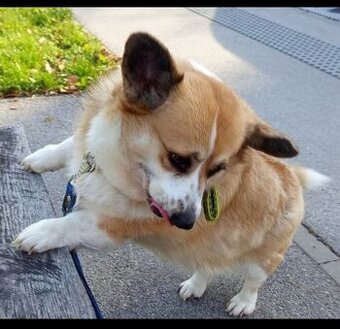 Welsh Corgi