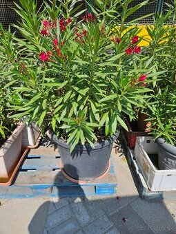 Cerveny oleander