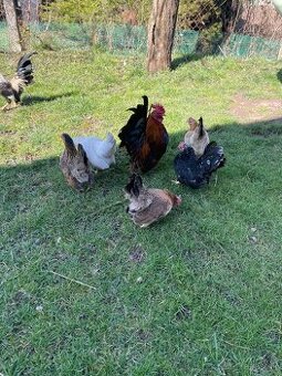 Chovny kmeň -Ayam serama