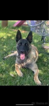 Belgický ovčiak Malinois