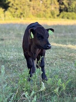 Jalovice aberdeen angus