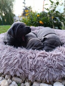 Cane Corso šteniatka