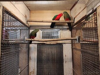 Papagáj kráľovský