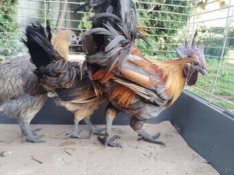 Predám ayam cenami modré červené