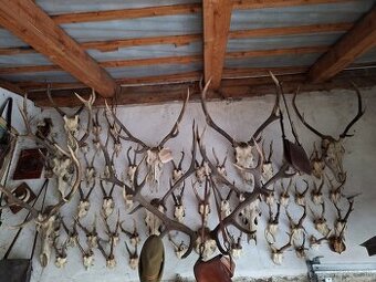 Zbierka parožia (trofeje) - parohy, parožie