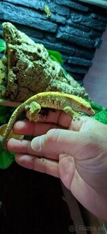 Pagekon riasnaty + terarium