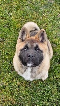 Americká akita s pp