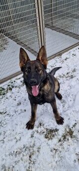 Nemecký ovčiak s PP