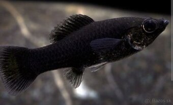 Black Molly - čierne zivorodky