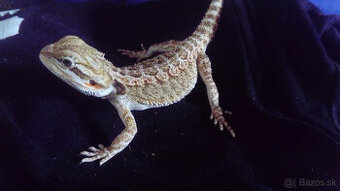 Mláďa agamy bradatej