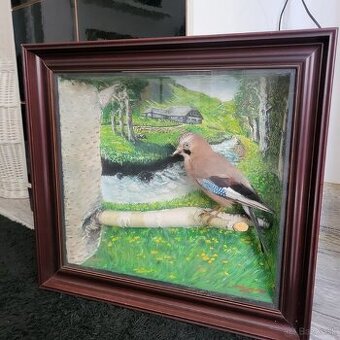 preparovaný vták sojka 
Rozmer 60 x 50 cm
Hrúbka 15 cm