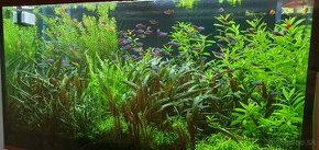 Akvarijné rastliny