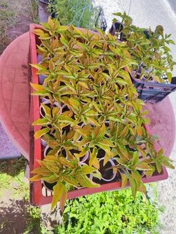 Paradajky paprika priesady