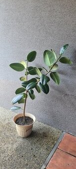 Fikus 100 cm