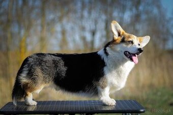 Welsh Corgi Pembroke