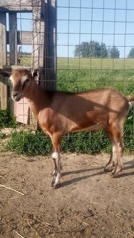 Capko