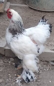 Brahman kohút