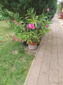 Oleander