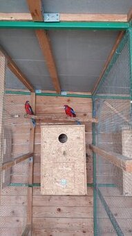 Rozjela penant chovné pary - 1