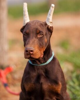 Rezervácie šteniatka kupirovane doberman