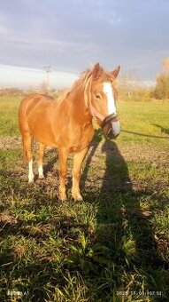 Jazdezkeho sportovy kobylu