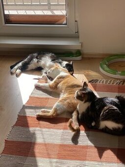 Darujem do dobrých ruk mačičky