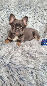 Francúzsky buldoček