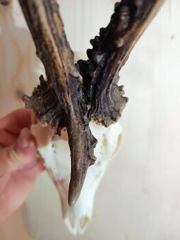 Trofej trofeje parohy parožie zhody,,,