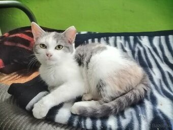 darujem trojfarebné mačiatko-mačičku