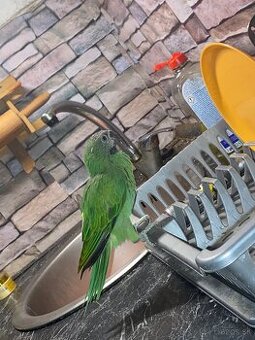 alexander fuzaty ružovoprsý