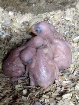 Alexander malý - hlava chvost