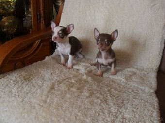 civava krátkosrstá