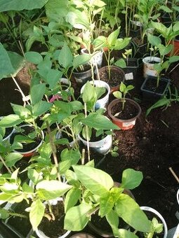 Priesady, paprika, paradajky,030€