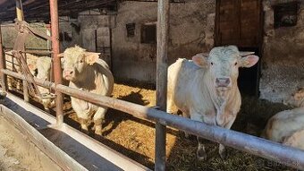 Predáme plemenné býky Charolais