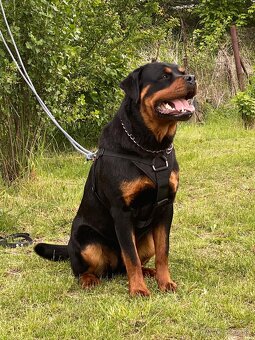Rotvajler, rottweiler  s PP