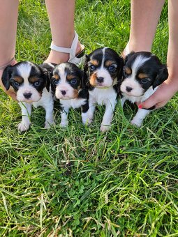 Cavalier Kings Charles